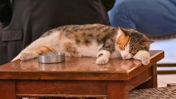Así se ve un golpe de calor en gatos: aprendé a detectarlo a tiempo para evitar emergencias