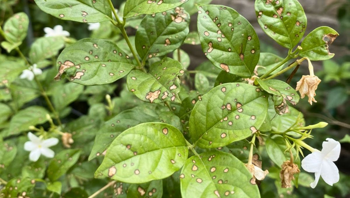 Truco de jardinería: cómo recuperar un jazmín que tiene hojas marrones