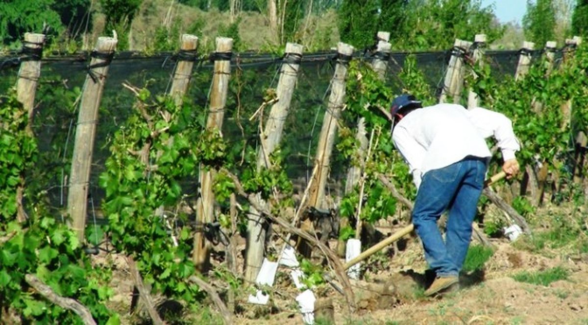Ante la amenaza de tormentas inusuales, el municipio del Este prioriza la defensa de sus productores locales. Ante la amenaza de tormentas inusuales, el municipio del Este prioriza la defensa de sus productores locales.