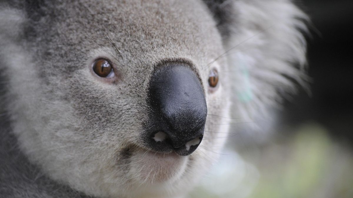 La difícil situación de la fauna autóctona en Australia. (Foto: Pixabay) 