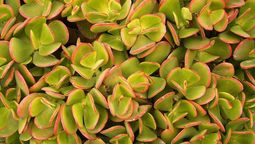 Cómo hacer para que el árbol de jade tome un color bronce durante la primavera Cómo hacer para que el árbol de jade tome un color bronce durante la primavera