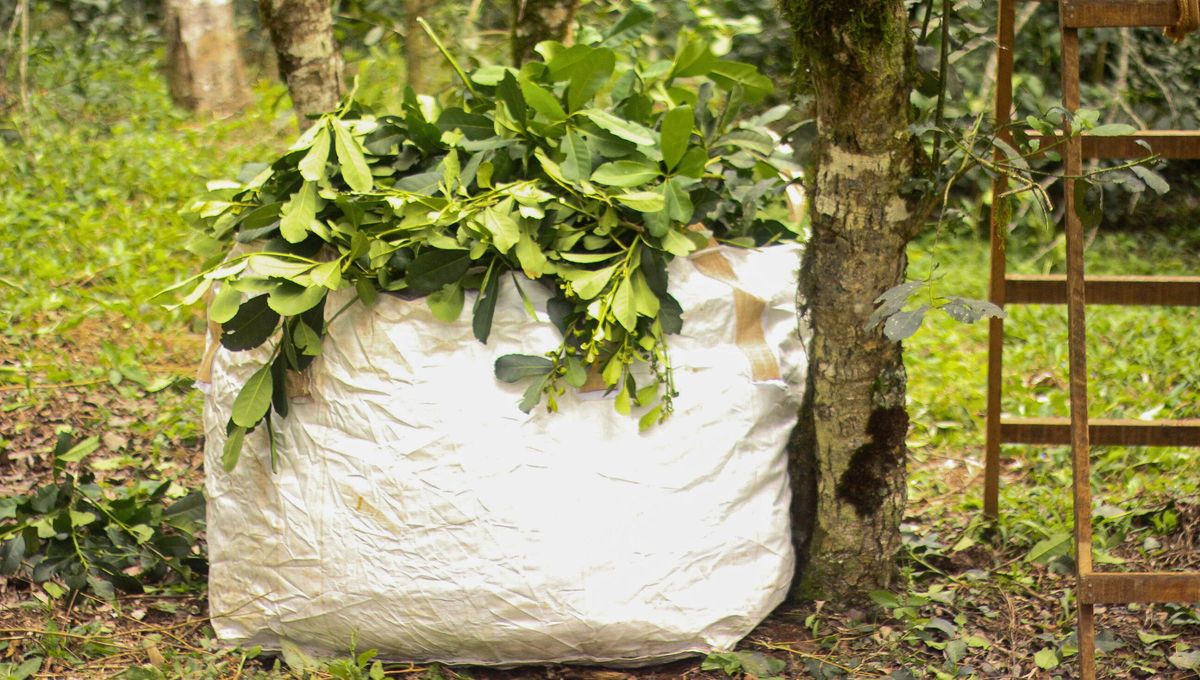 Hay muchas leyendas al rededor de la yerba mate, pero esta es una de las más conocidas. Hay muchas leyendas al rededor de la yerba mate, pero esta es una de las más conocidas.