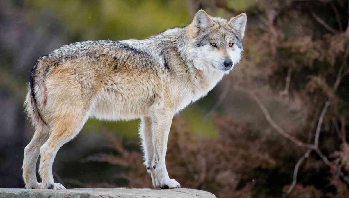 Qué animal eres según tu fecha de nacimiento