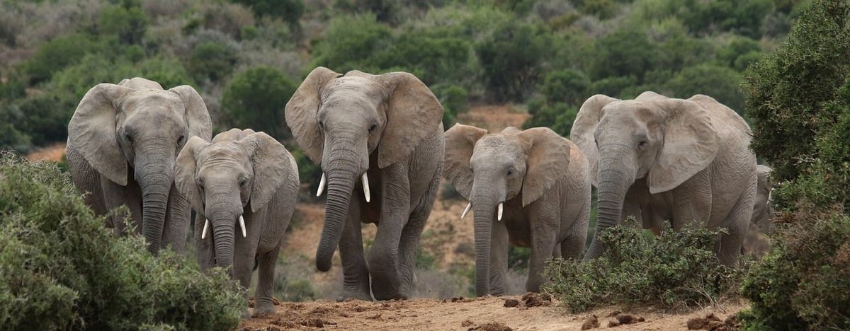 Es posible que cada miembro de una manada tenga nombre propio. Es posible que cada miembro de una manada tenga nombre propio.