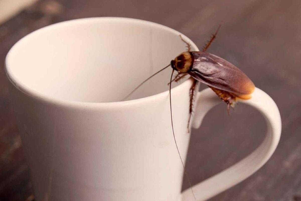 Cáscaras de naranja: cómo utilizarlas para eliminar las cucarachas de tu cocina Cáscaras de naranja: cómo utilizarlas para eliminar las cucarachas de tu cocina