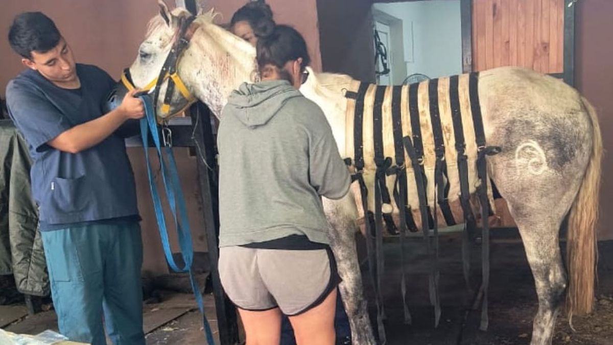 Patroclo fue operado de urgencia debido a que tenía arena, ripio, un tornillo y un gancho en el estómago como consecuencia del maltrato animal.