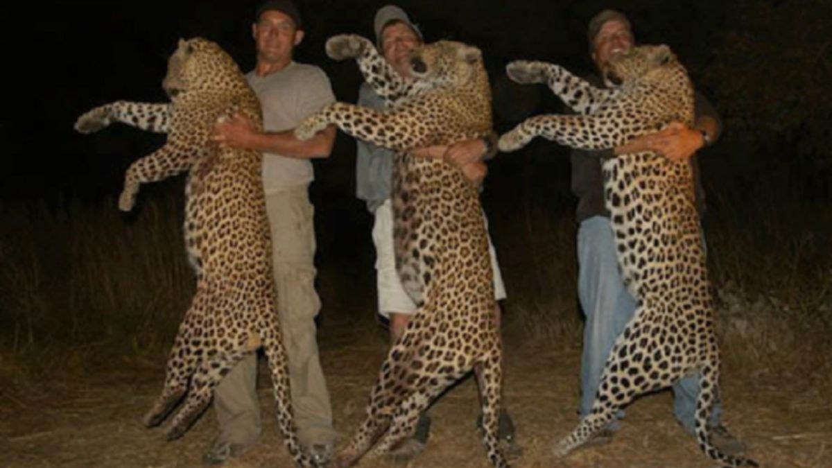 Imagen de cazadores furtivos con ejemplares de jaguar Imagen de cazadores furtivos con ejemplares de jaguar