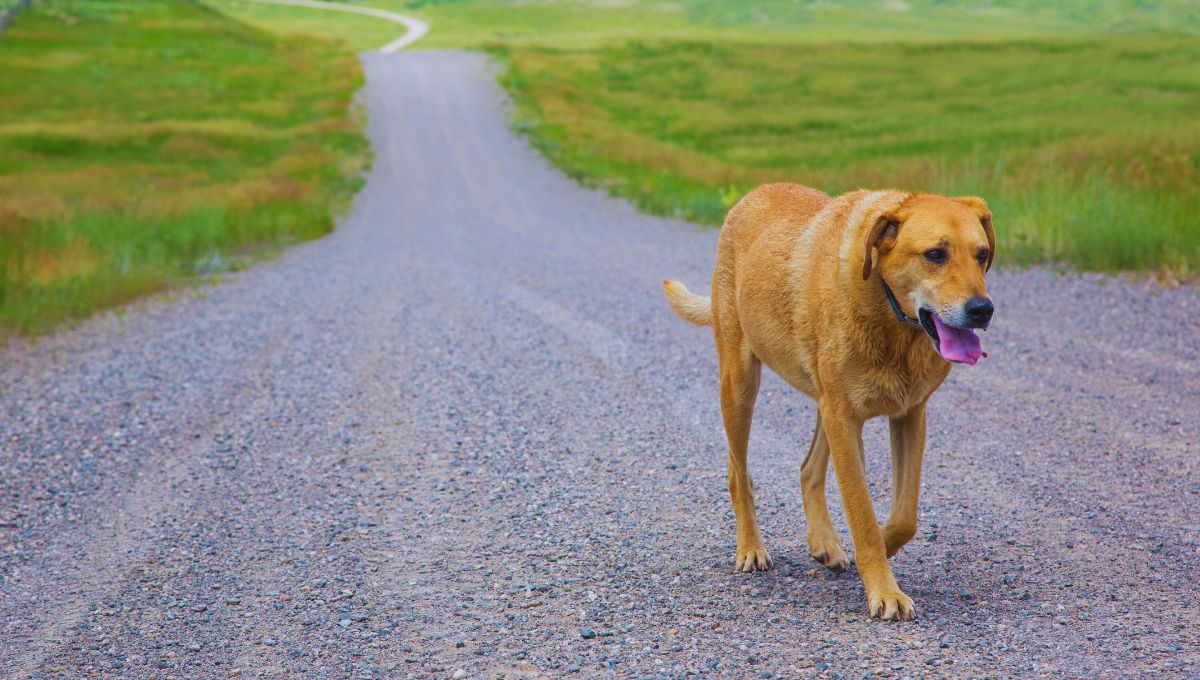 FUENTE CANVA FUENTE CANVA