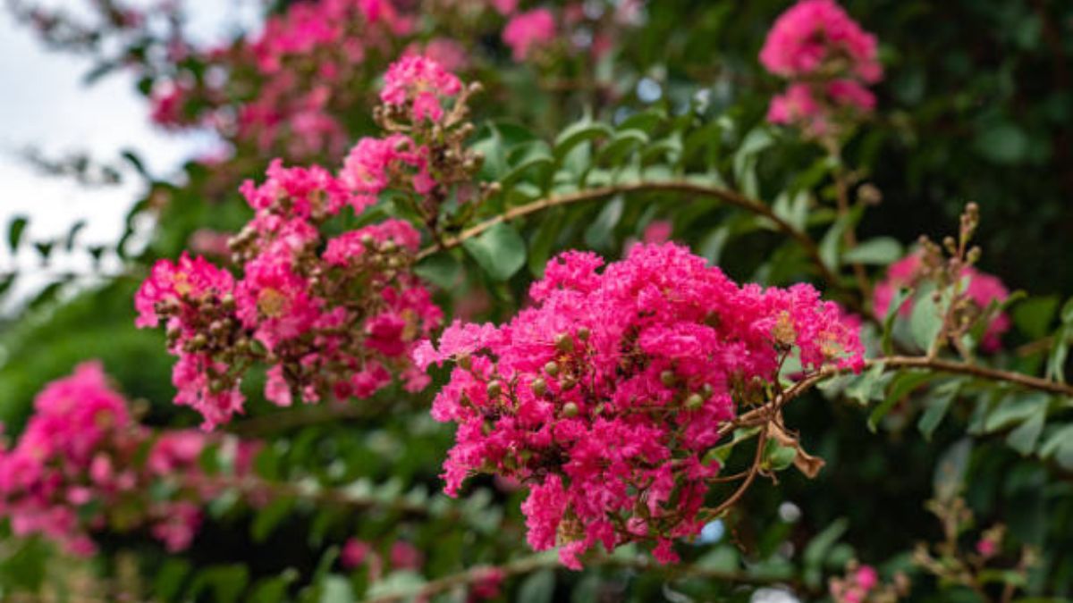 Conoce esta planta de hermosas y coloridas flores.