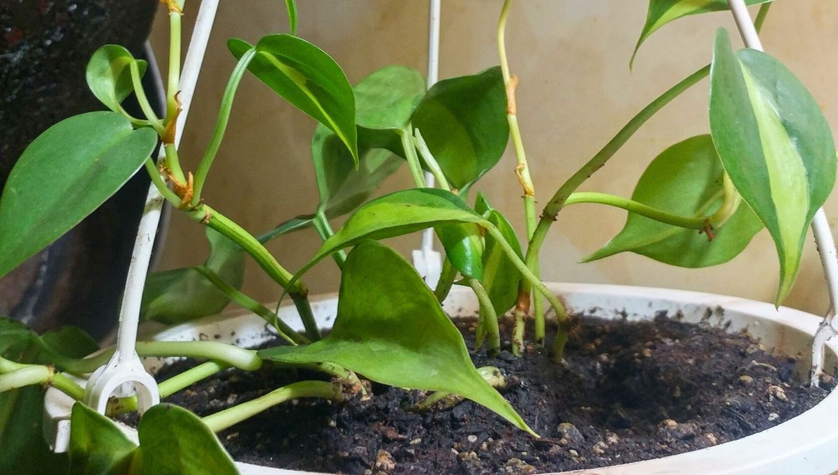 Los tallos del potus pueden llegar a medir hasta 6 metros en una maceta mediana. Los tallos del potus pueden llegar a medir hasta 6 metros en una maceta mediana. 