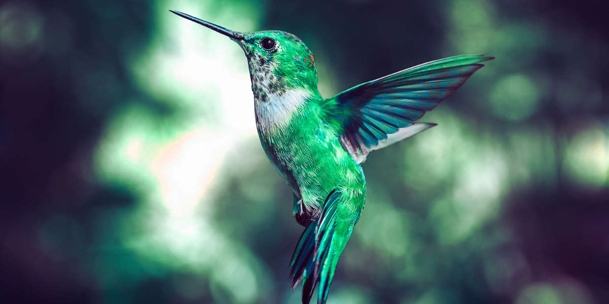 El misterio del colibrí verde: ¿qué significa si una persona lo ve?