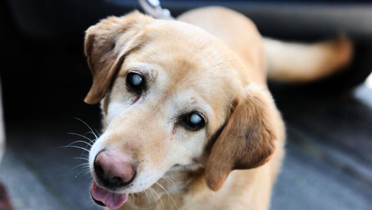 El hecho de que un perro tenga los ojos grises puede ser signo de envejecimiento o problema de salud