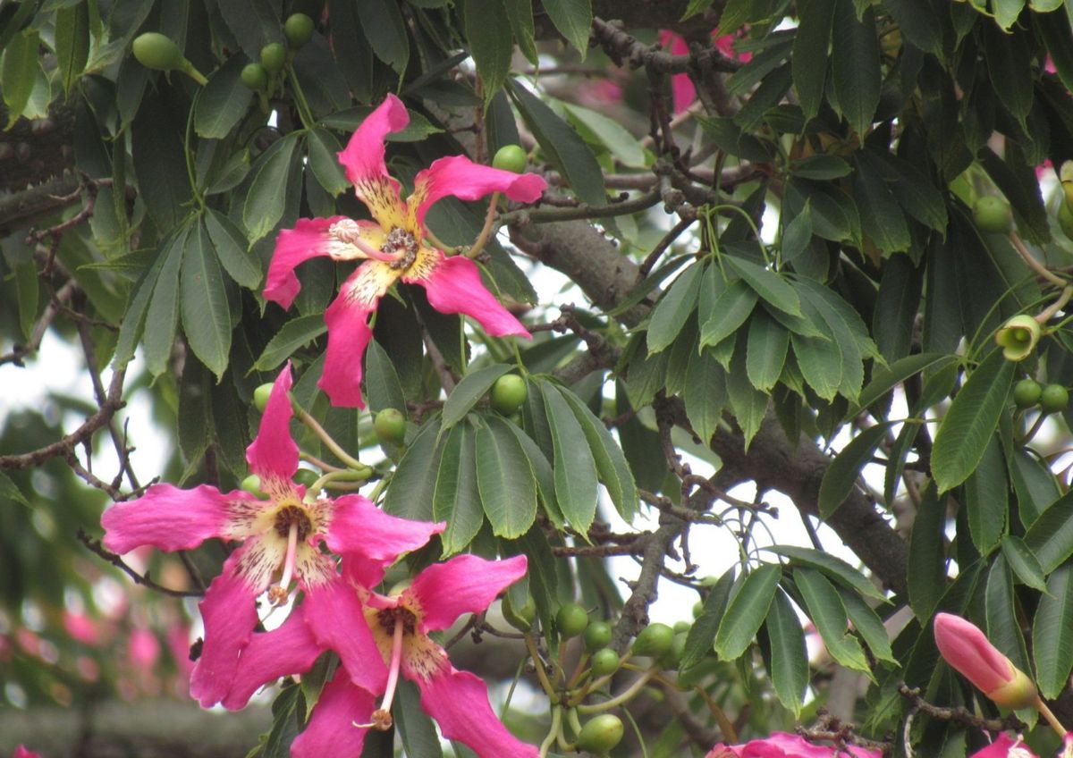 Plantas más sanas en invierno
