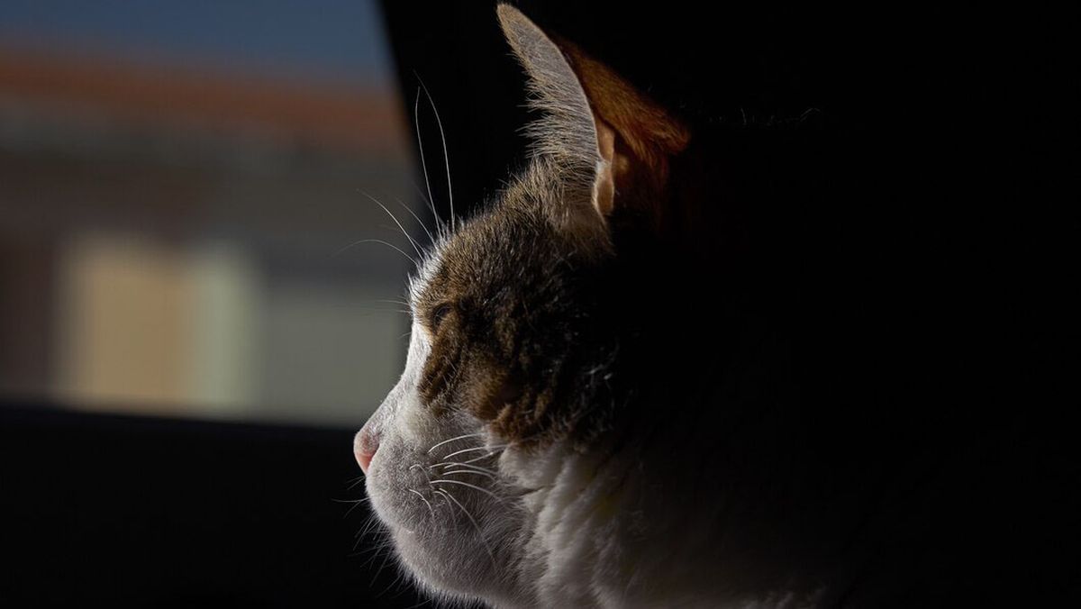 Los gatos, en su última etapa vital, muestran claras señales. Los gatos, en su última etapa vital, muestran claras señales.