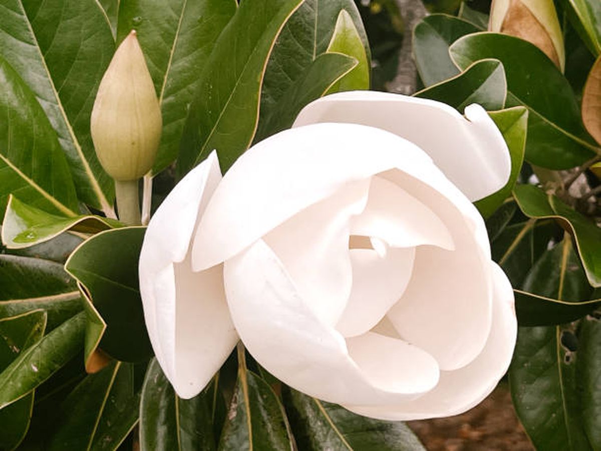 Magnolia. Magnolia.