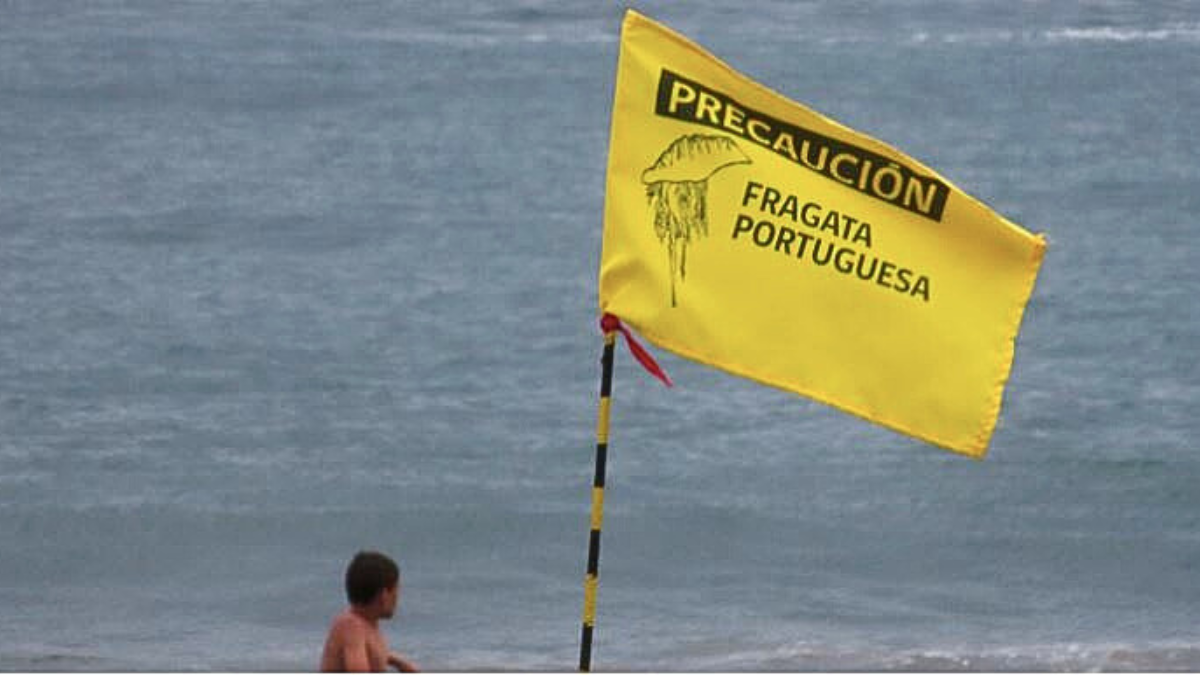 La aparición de la fragata portuguesa, un hidrozoo tóxico, obligó al municipio de Concón a cerrar Playa Amarilla. 