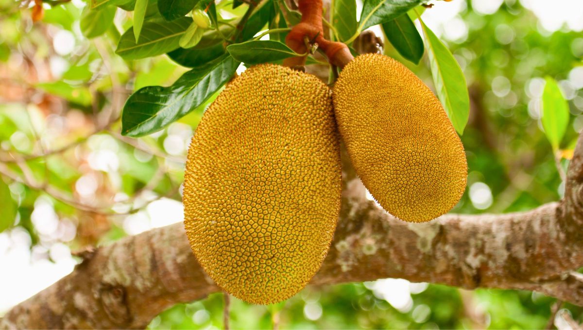 La fruta más grande del mundo pesa entre 18 y 50 kilogramos La fruta más grande del mundo pesa entre 18 y 50 kilogramos