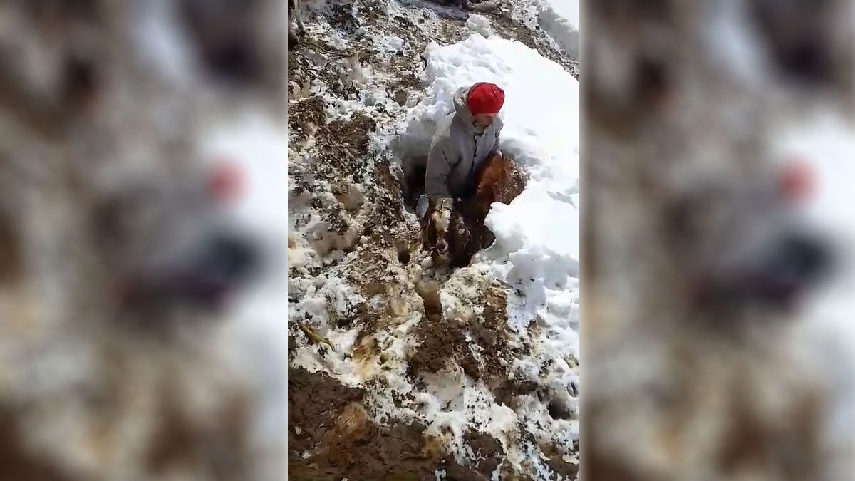 Luis Sánchez, puestero de Malargüe, sacó a sus cabras de abajo de la nieve. Luis Sánchez, puestero de Malargüe, sacó a sus cabras de abajo de la nieve.
