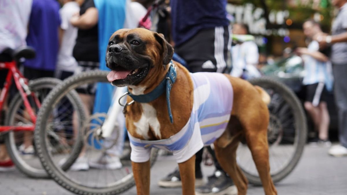 Durante el partido de Argentina contra Polonia, en Mendoza celebraron hasta los perros