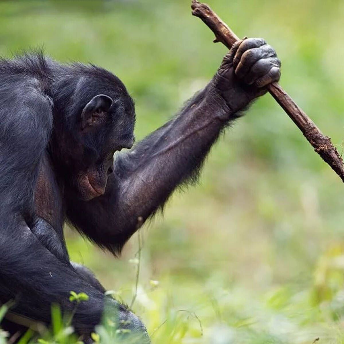 Notable descubrimiento en África evidencia la inteligencia avanzada de los chimpancés Notable descubrimiento en África evidencia la inteligencia avanzada de los chimpancés