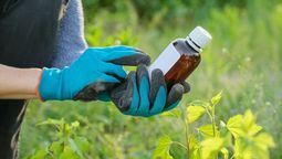 Fertilizante casero que se hace un desechos de un alimento&nbsp;