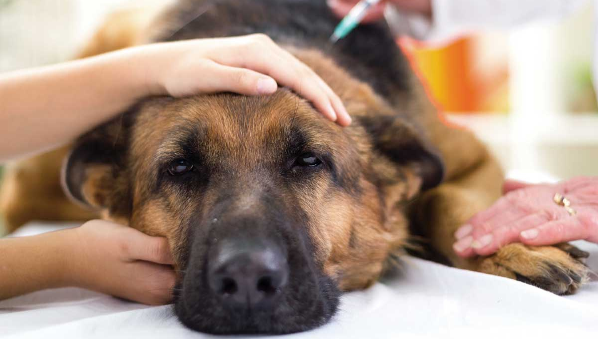 Cómo sé si mi perro tiene parvovirus según la ciencia veterinaria