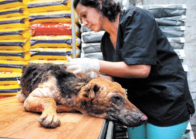 Este fue Fueguito, el perro que murió tras ser incendiado por un vecino de Guaymallén en 2015 quien fue imputado por maltrato animal. Este fue Fueguito, el perro que murió tras ser incendiado por un vecino de Guaymallén en 2015 quien fue imputado por maltrato animal.