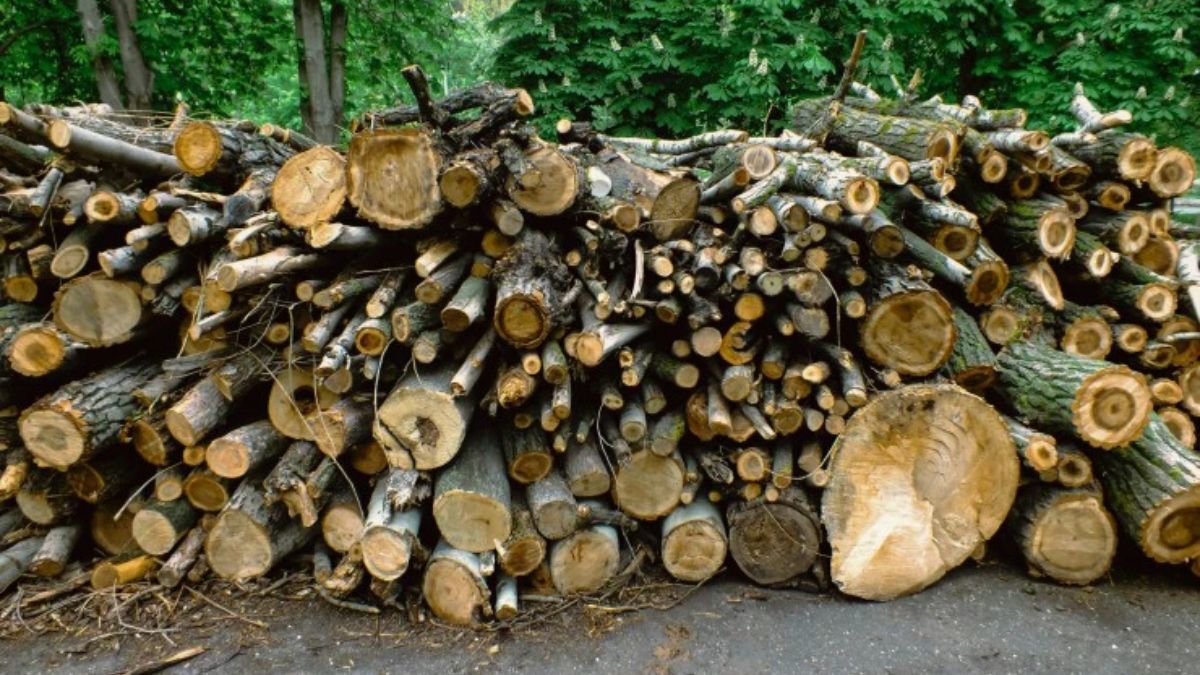 Foto: Unplash Foto: Unplash