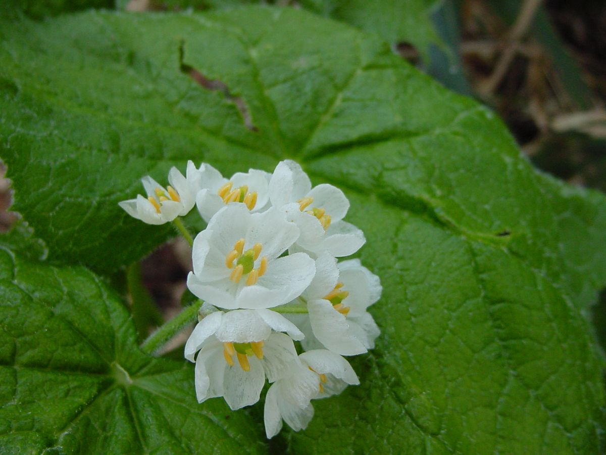 La Diphylleia grayi es conocida como "flor de cristal" o "flor de esqueleto". La Diphylleia grayi es conocida como "flor de cristal" o "flor de esqueleto".