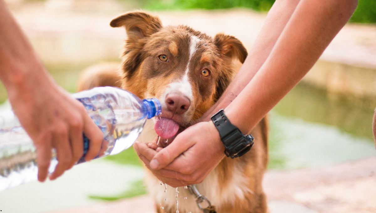 Evita que tu perro se deshidrate en verano con estas técnicas recomendadas por veterinarios