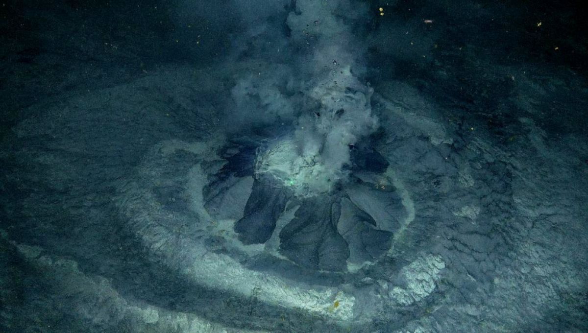 Exploraban un volcán en el océano y confirmaron la presencia de huevos gigantes: algo nunca antes visto