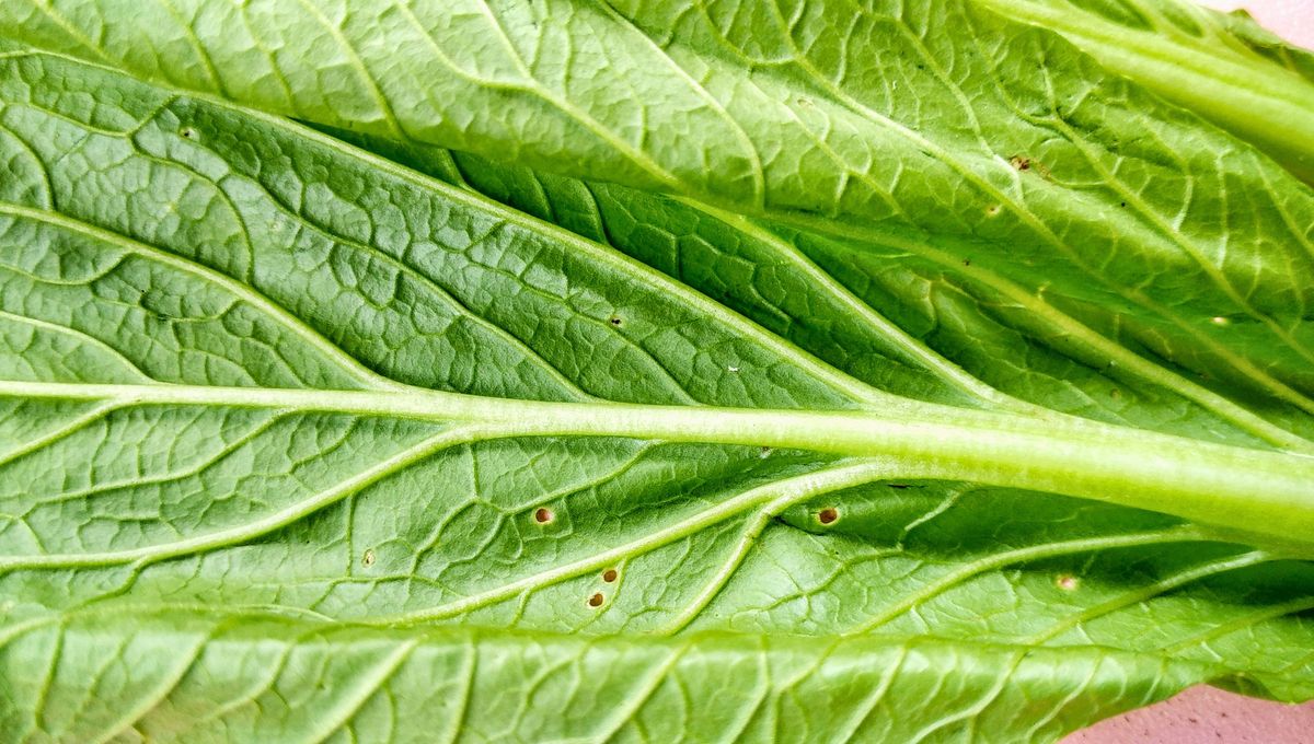 La lechuga se mantiene mejor en la heladera y bien cerrada. La lechuga se mantiene mejor en la heladera y bien cerrada. 