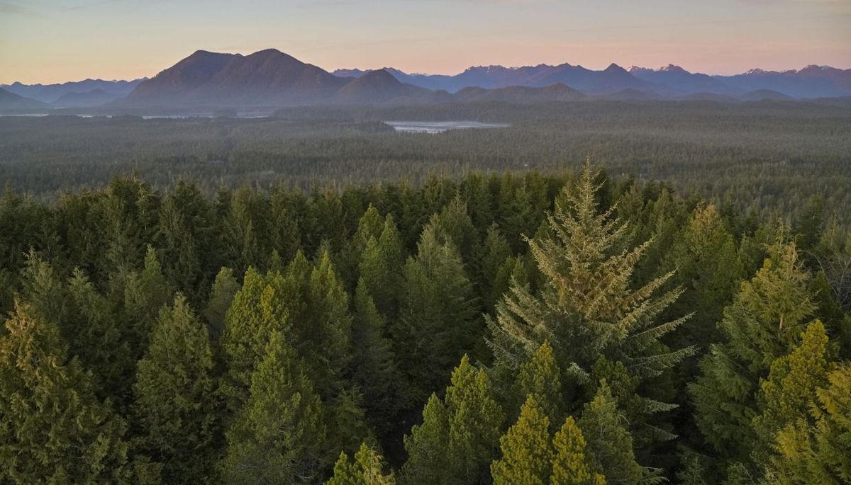 El aroma de un bosque es agradable y evoca bienestar.&nbsp;