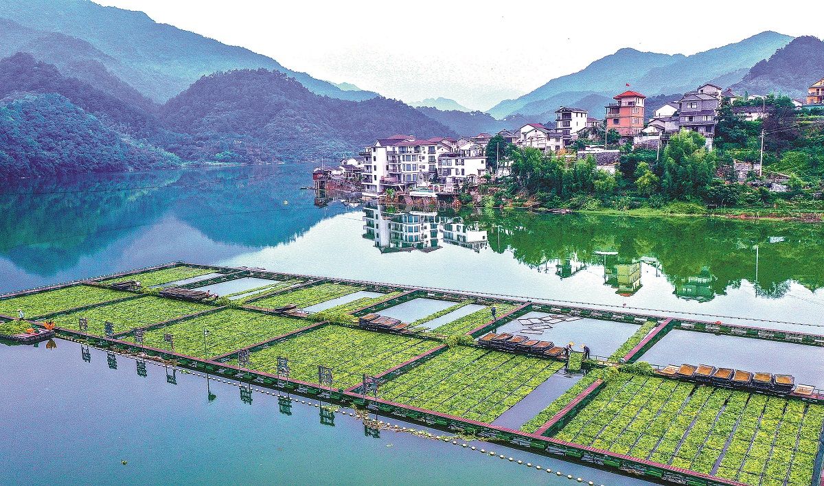 Los agricultores mueven bandejas de vegetales acuáticos