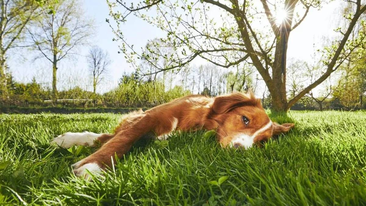 Cómo darte cuenta si tu perro sufre un golpe de calor