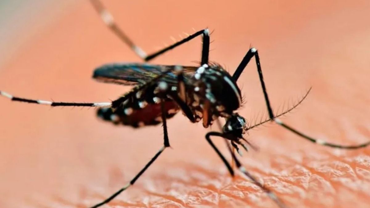 El Dengue es una enfermedad viral transmitida por la picadura del mosquito Aedes aegypti. No se transmite de una persona a otra.