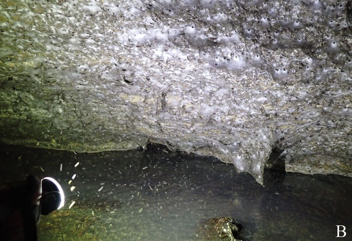 El descubrimiento dejó helados a los científicos. El descubrimiento dejó helados a los científicos.