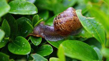 Cuántas cucharadas de sal gruesa se necesitan para eliminar babosas y caracoles de las plantas