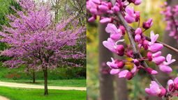 El árbol famoso por su espectacular floración. Imagen: Redacción Diario Uno