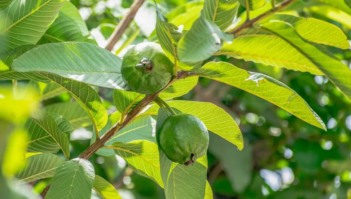 Aunque es mayormente consumida como fruto fresco, también se utiliza en la producción de dulces, jaleas, almíbares, mermeladas, refrescos y panes. Aunque es mayormente consumida como fruto fresco, también se utiliza en la producción de dulces, jaleas, almíbares, mermeladas, refrescos y panes.