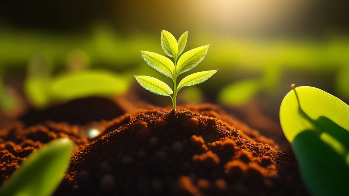 Hay plantas que son venenosas y conviene no tenerlas en el jardín. Foto: gentileza velasresorts.com.