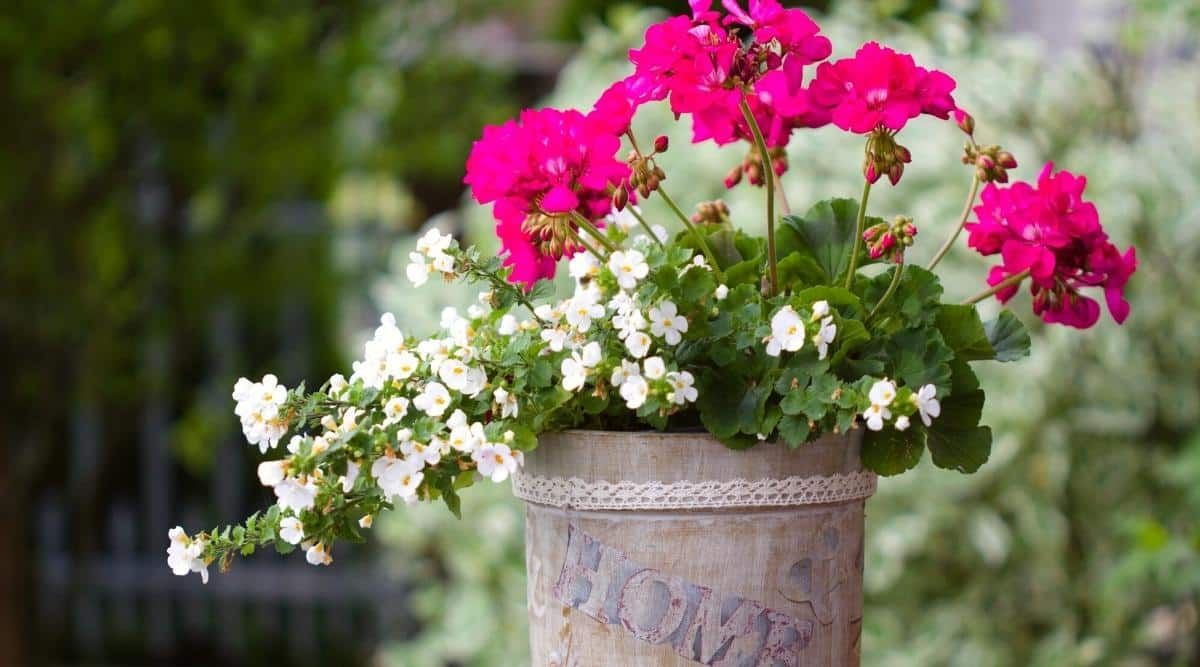 Adiós a las macetas tradicionales: tres alternativas inteligentes para cultivar tus plantas