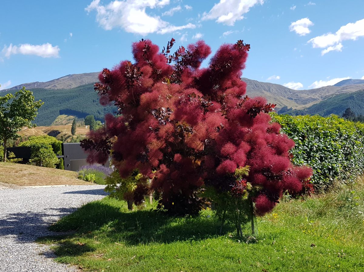 El árbol del humo tiene un tono púrpura profundo que se mezcla con el rojo fuego cuando llega el otoño. El árbol del humo tiene un tono púrpura profundo que se mezcla con el rojo fuego cuando llega el otoño.