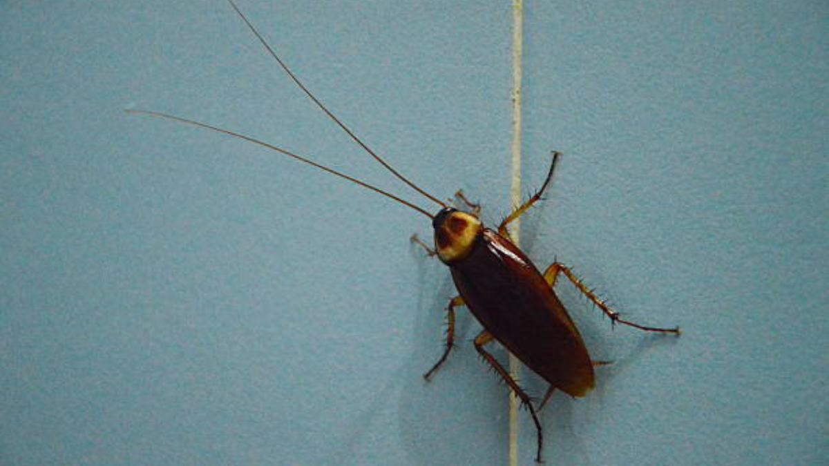 Dile adiós a las cucarachas gracias al fuerte aroma de estos aceites esenciales. Dile adiós a las cucarachas gracias al fuerte aroma de estos aceites esenciales.