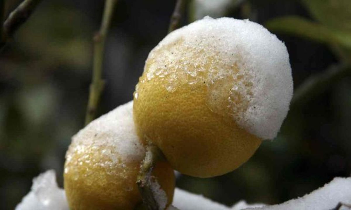 Limonero: el secreto de los jardineros para proteger al árbol del frío y las heladas Limonero: el secreto de los jardineros para proteger al árbol del frío y las heladas