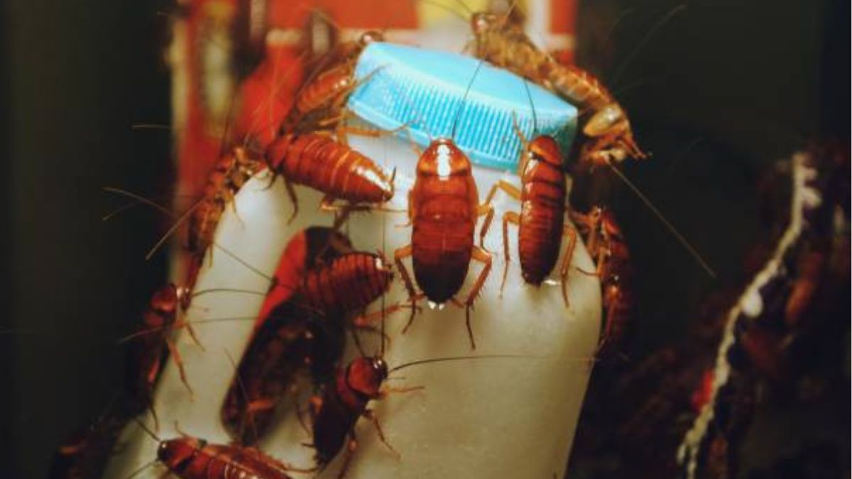 Cuáles son las señales que indican que tenés cucarachas en la cocina, según expertos