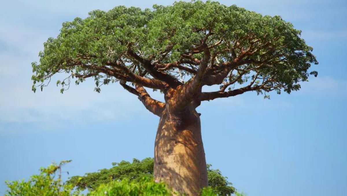 El árbol que retiene más agua del mundo: almacena hasta 120.000 litros en su interior