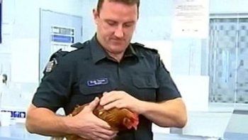 La policía detuvo a una gallina por 
