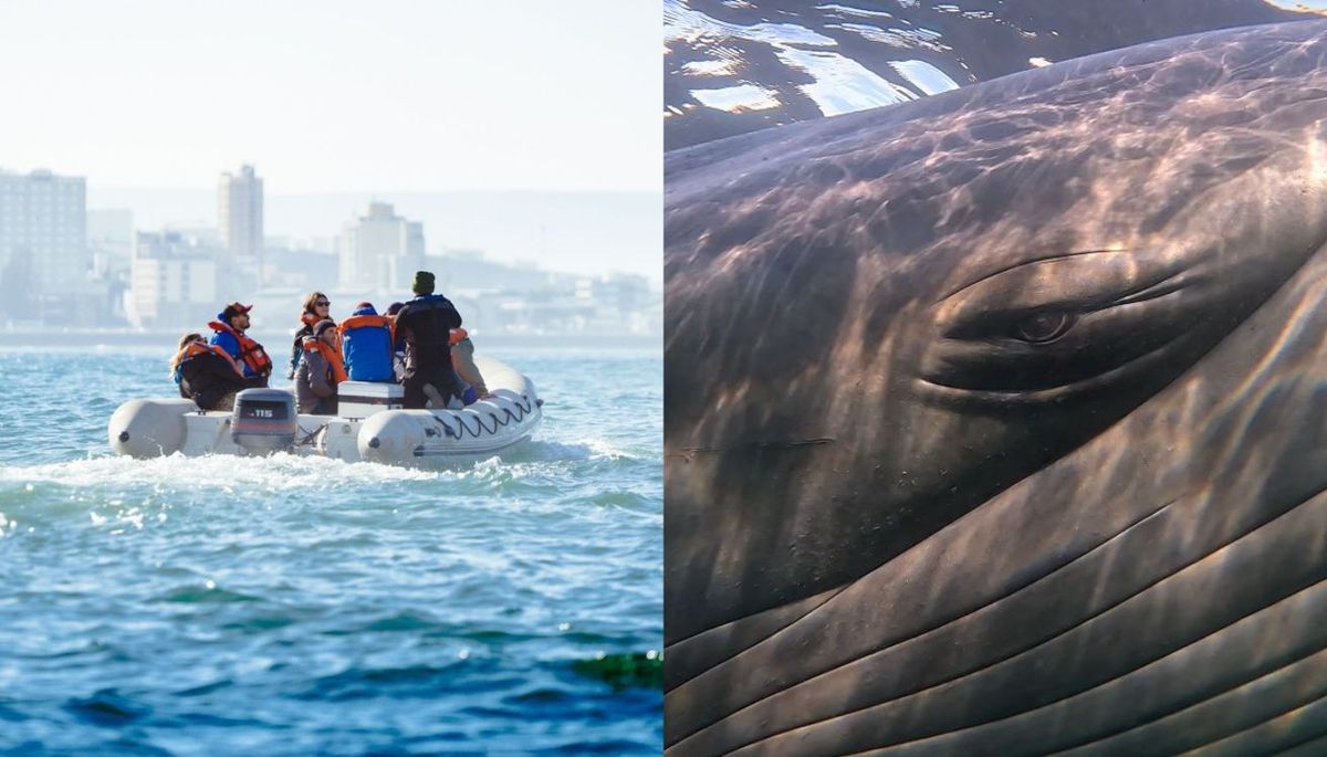 El sur te invita a sumergirte en sus paisajes y de paso, a conocer de su fauna marina. Imagen: AW BRANDPR. Composición Diario Uno. El sur te invita a sumergirte en sus paisajes y de paso, a conocer de su fauna marina. Imagen: AW BRANDPR. Composición Diario Uno.