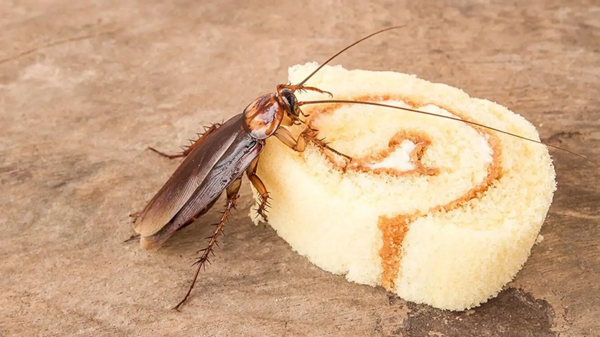 La humedad y la falta de limpieza son condiciones que atraen a las cucarachas a la cocina de casa La humedad y la falta de limpieza son condiciones que atraen a las cucarachas a la cocina de casa